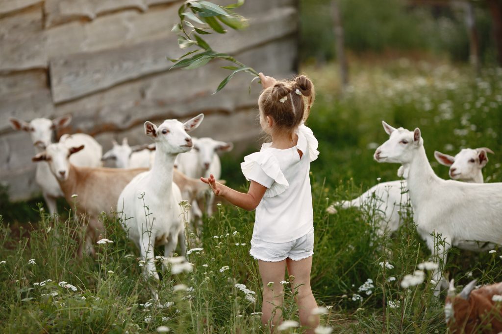 Kinderboerderij in Amersfoort
