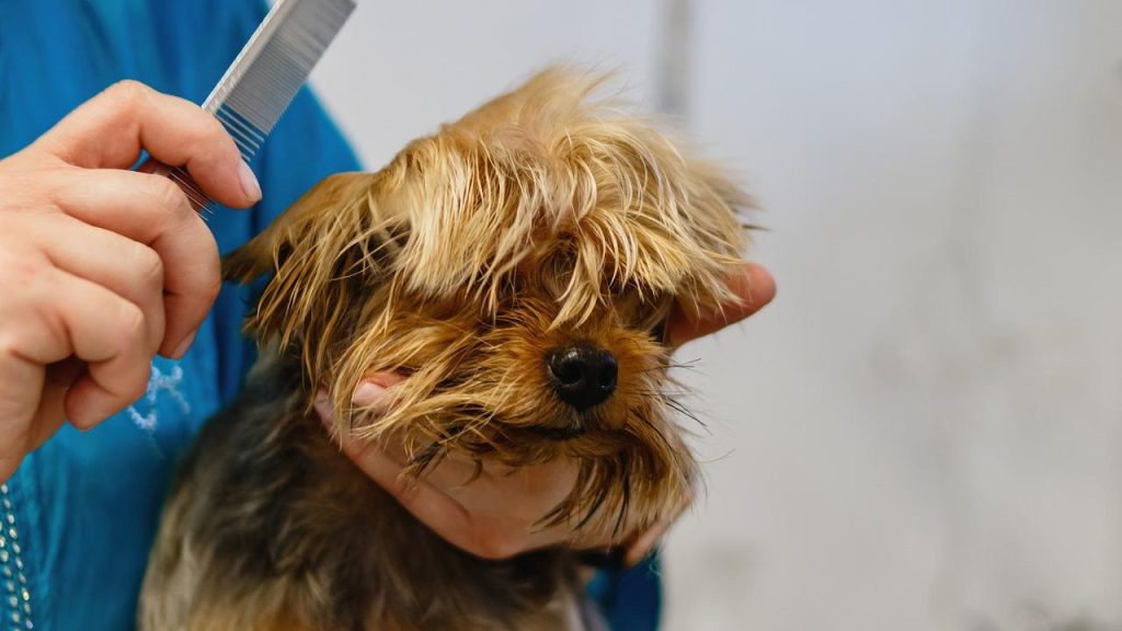Haarkam voor honden in Amersfoort